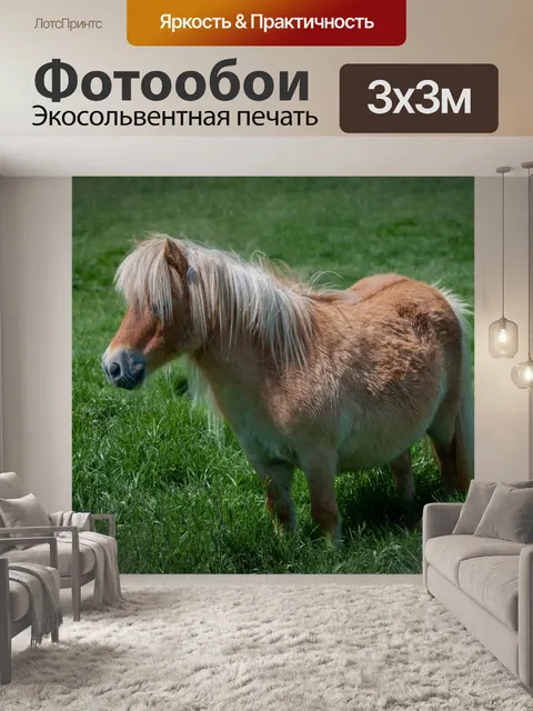 Фотообои Пони, Шетландский пони, маленькая лошадь