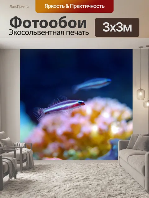 Фотообои Коралл