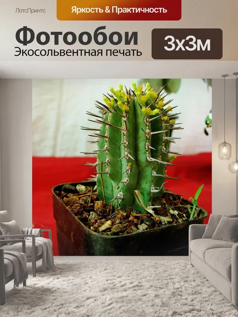 Фотообои Кактус