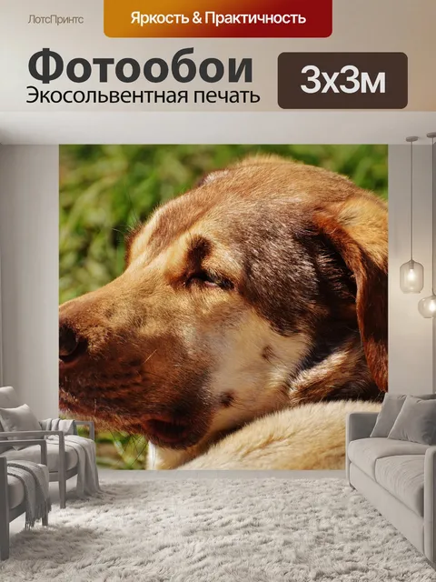 Фотообои Собака
