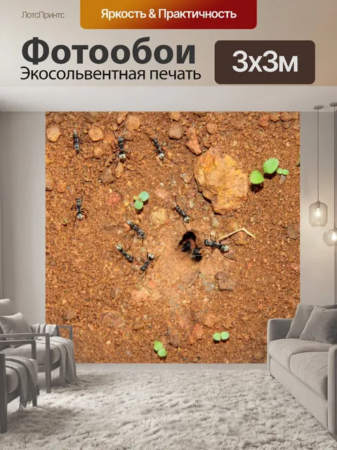 Фотообои Черные муравьи