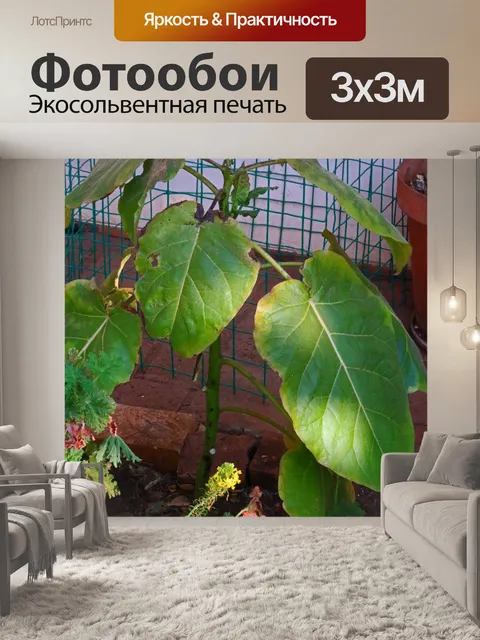 Фотообои недавно посаженное дерево томатное дерев