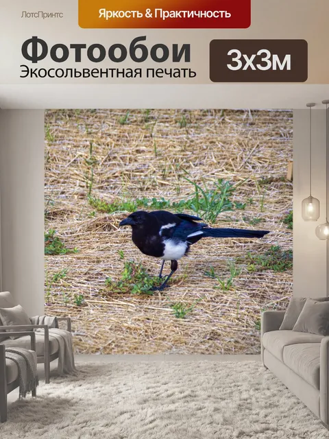 Фотообои черная сорока