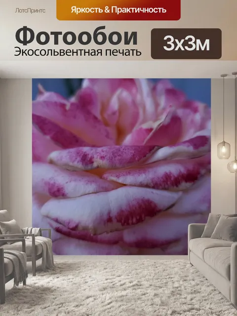 Фотообои Розовая роза