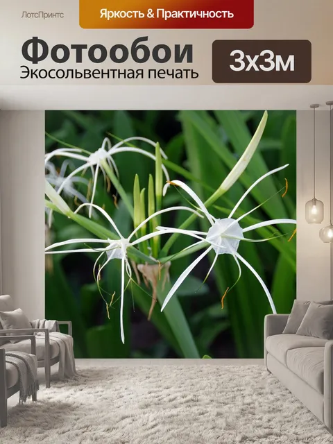Фотообои Hymenocalle