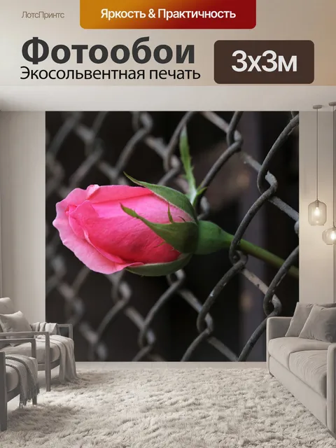 Фотообои Роза