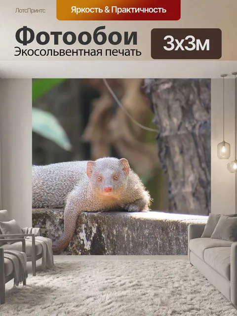 Фотообои Мангуста