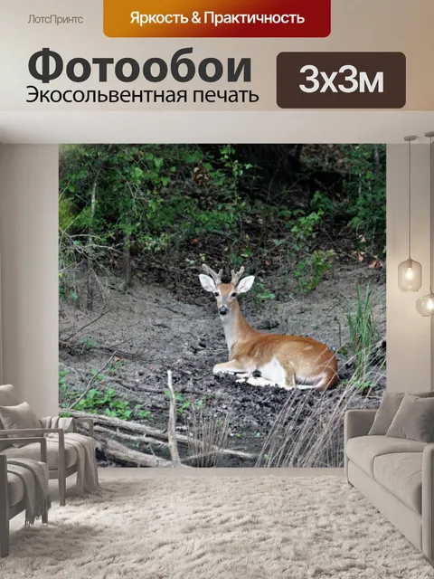 Фотообои Белый хвост Бак отдыха в лесу