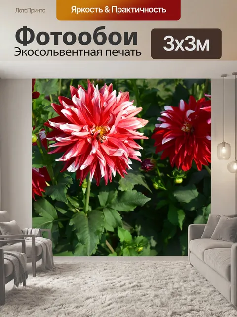Фотообои Хризантемы 1