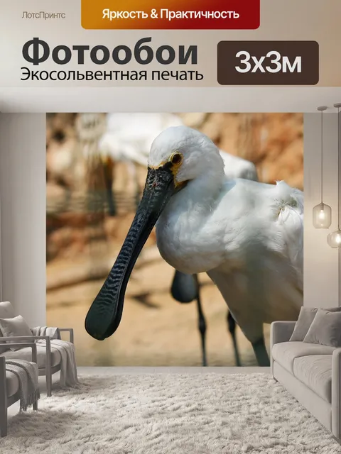 Фотообои Африканская колпица