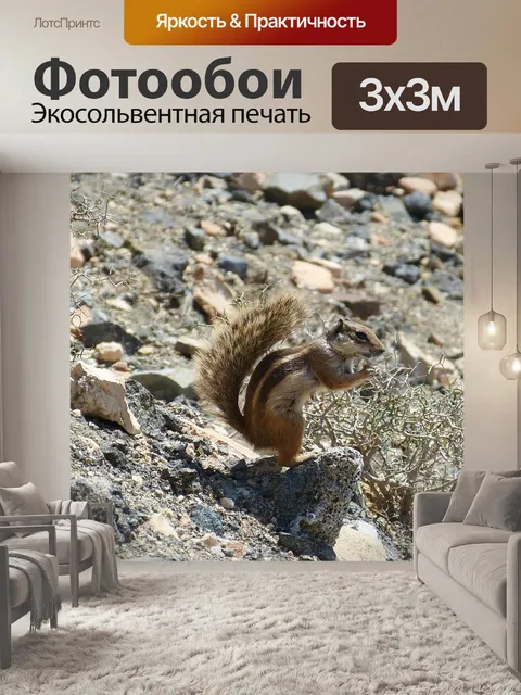 Фотообои Белка