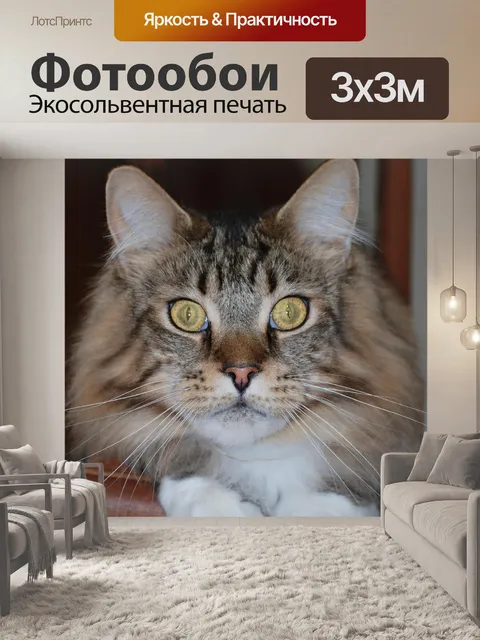 Фотообои Мейн кун
