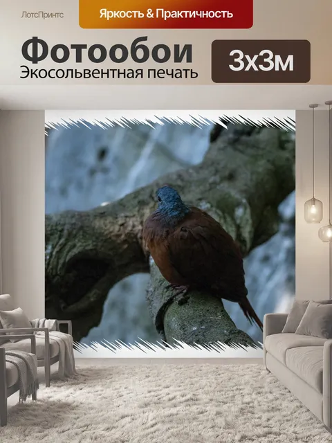 Фотообои Голубой Голубь