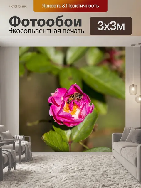 Фотообои Роза