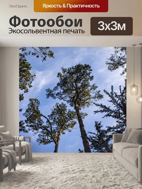 Фотообои Верхушки деревьев и небо