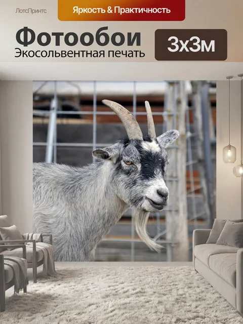 Фотообои Коза профиля