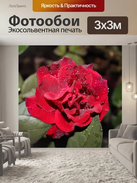 Фотообои Красная роза