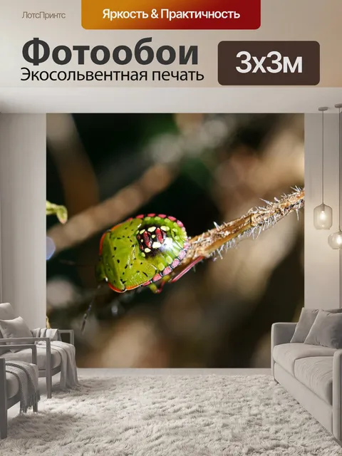 Фотообои ярко-зеленый и розовый щитовой жук
