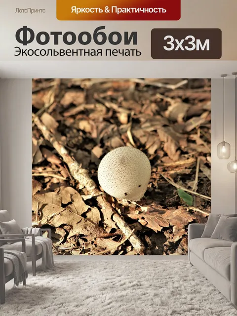 Фотообои Общие грибы Puffball в листьях