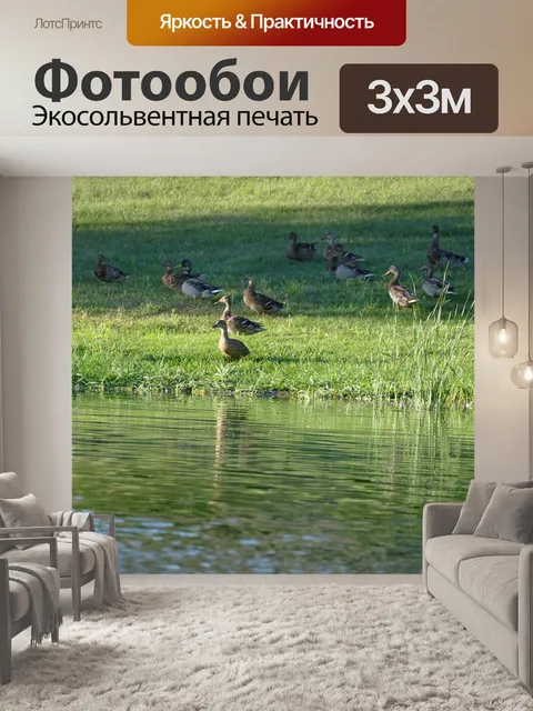 Фотообои Утки