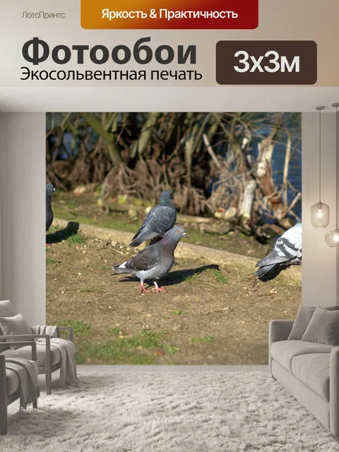 Фотообои Голуби