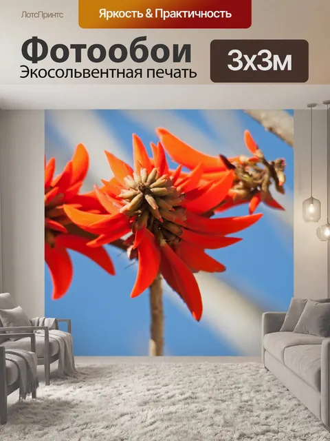 Фотообои Цветок красного кораллового дерева