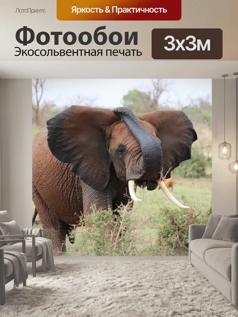 Фотообои Слон