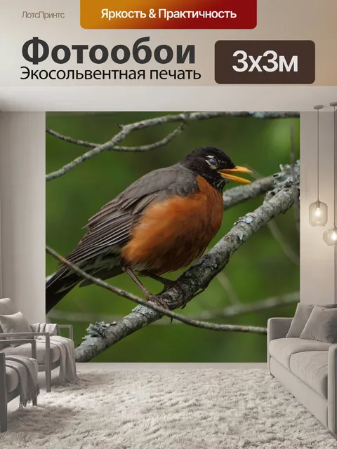 Фотообои Американский Робин