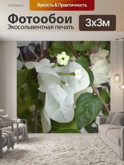 Фотообои Белые цветы бугенвиллии