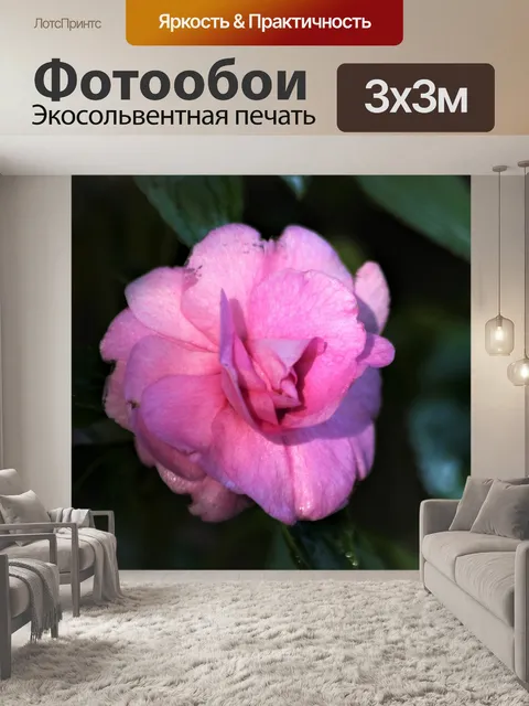 Фотообои Розовая бегония Блум крупным планом