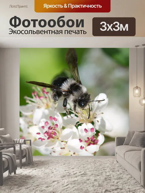 Фотообои Весенняя меховая пчела на цветке аронии