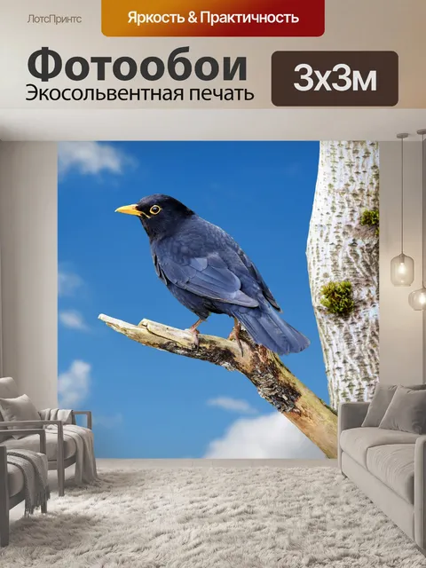 Фотообои дрозд черный