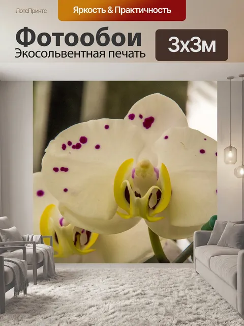 Фотообои Белая орхидея
