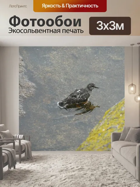 Фотообои Птица гуляет в воде