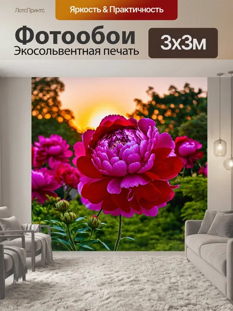 Фотообои пионы, растущие в роскошном саду на фоне заката, их лепестки переливаются яркими оттенками красного и розового