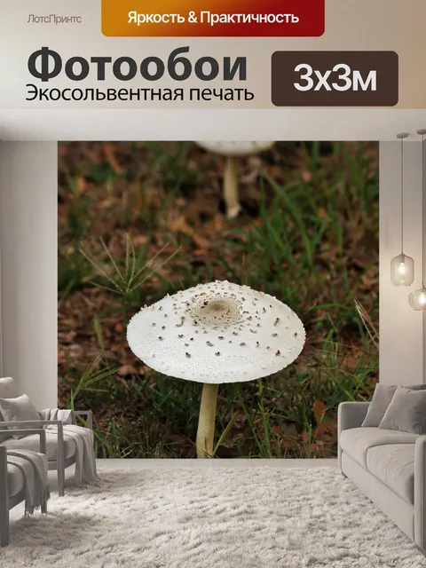 Фотообои Два белых гриба