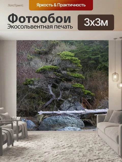 Фотообои Кипарис