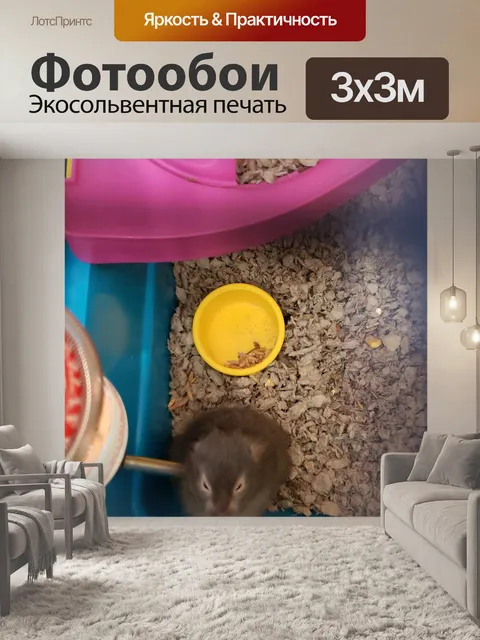 Фотообои хомяк