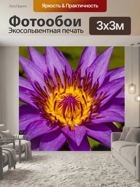 Фотообои Красивый цветок лотоса кувшинки