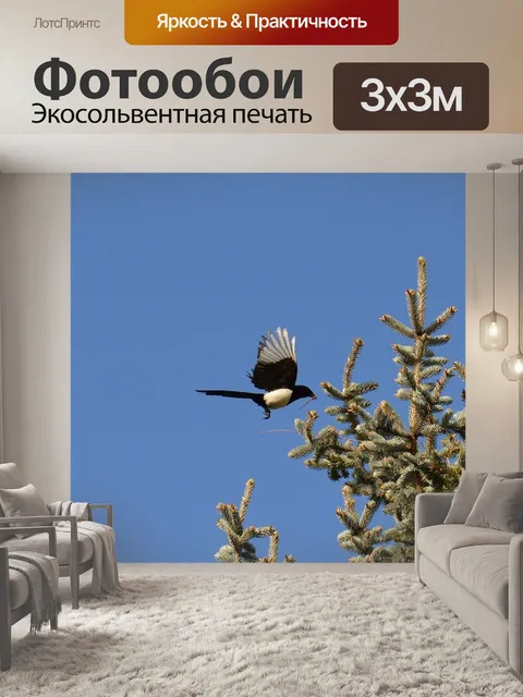 Фотообои Сорока