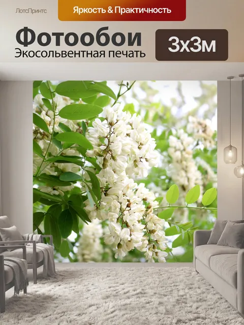 Фотообои Цветок акации