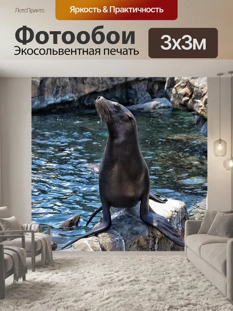 Фотообои Морской лев