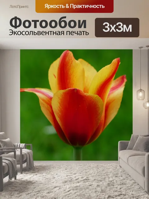 Фотообои Тюльпан