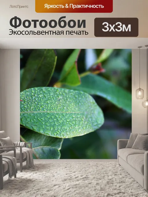 Фотообои листьев и капель воды
