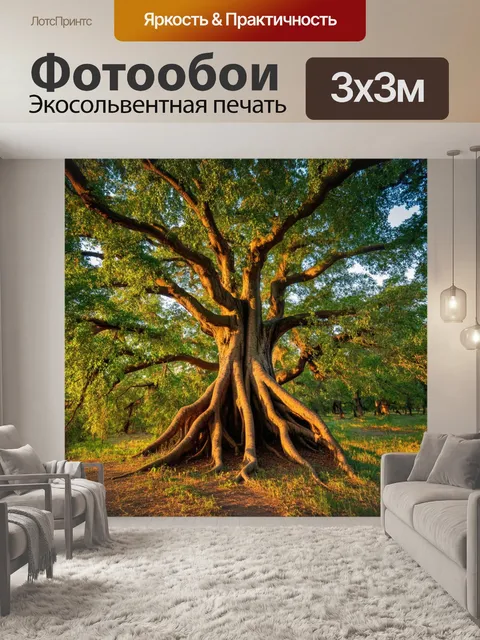 Фотообои утро, старые деревья с мощными корнями, утренний свет подчеркивает их истории и опыт