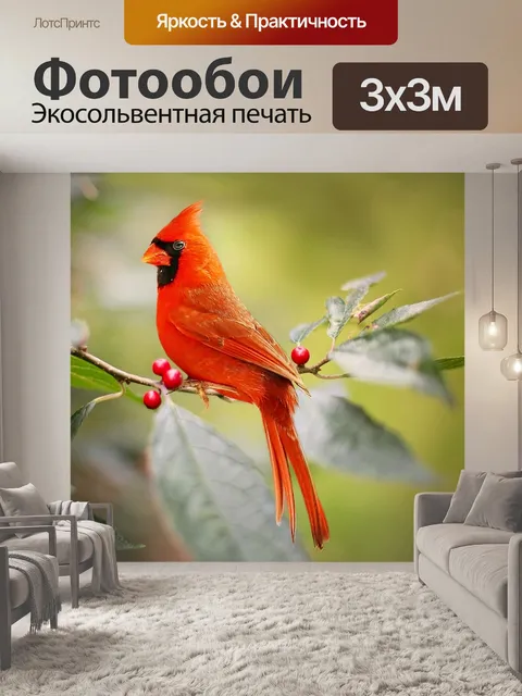 Фотообои Кардинал