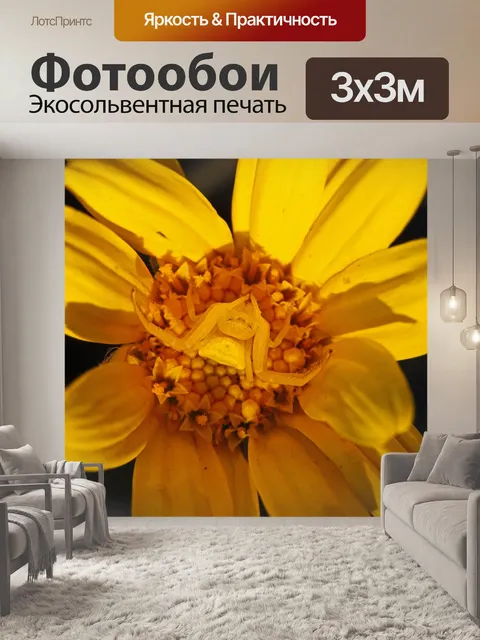 Фотообои желтый краб паук на яркой ромашке