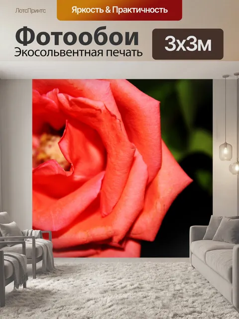 Фотообои оранжевая роза