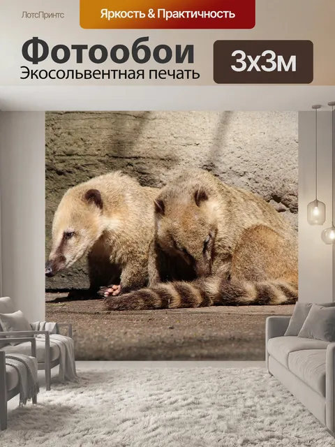 Фотообои Коати