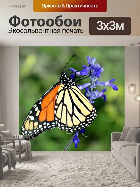 Фотообои Монарх Баттерфляй на Синем Сальвии 2